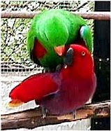 Eclectus Weight Chart
