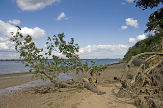 Fallen Tree on the shore of the River Stour at Wrabnes, Essex, UK