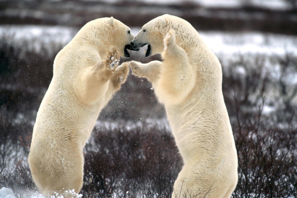 Urso Polar Reino