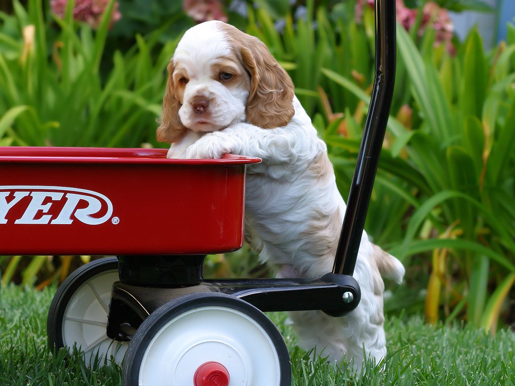 cocker bebe