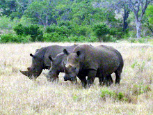 The "Big Five" in Kruger Park