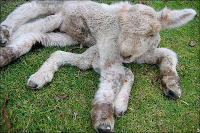 7 legs lamb
