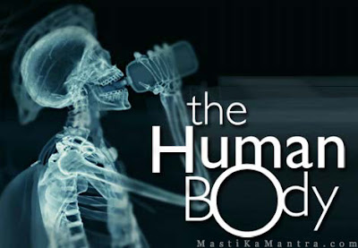 human body