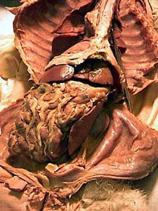 Internal Organs