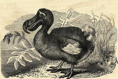 Dodo
