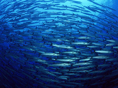 Beautiful underwater world