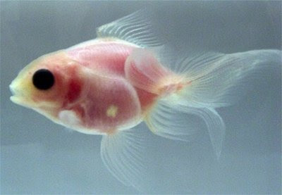 Transparent goldfish created by Japanese