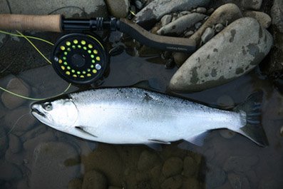 [cherry_salmon-Sakhalin_Island.JPG]