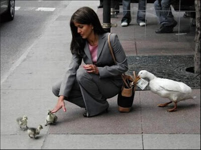 patos patos