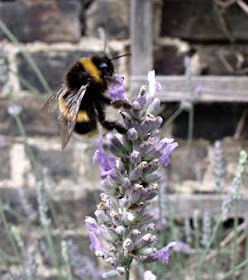 nectar gathering bumblebee
