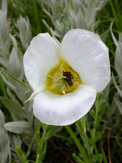Calochortus Gunnisonii