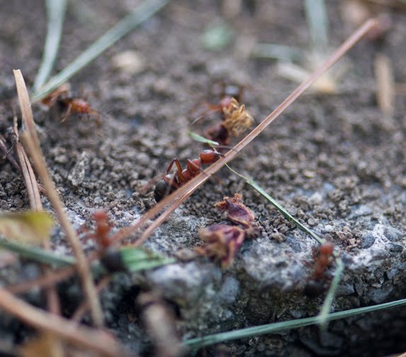 Does Pine Straw Attract Ants at Brent Ford blog