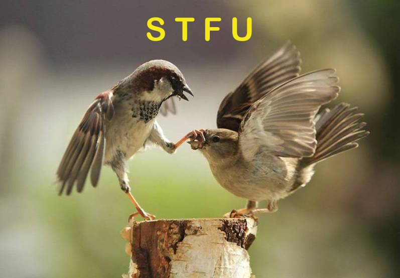 stfu birds