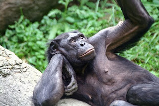 strangest animal mating habits despadani