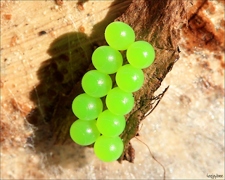 The Astonishing Eggs of Alien Nations 16 The Astonishing Eggs of Alien Nations