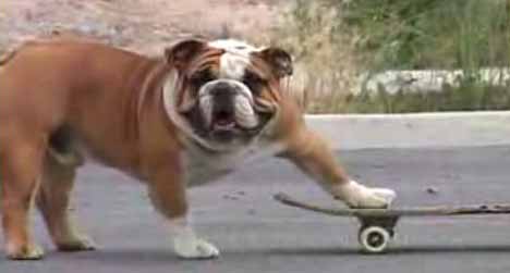 [skateboarding_dog_3.jpg]