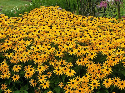 beautiful Black Eyed Susan