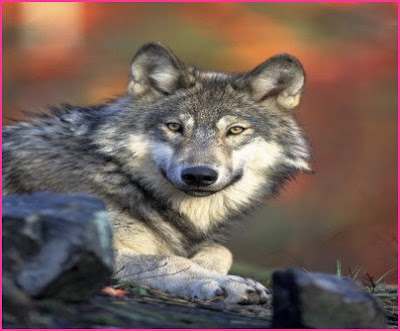 Top 12 Loudest Animals That Can Make You Deaf Top 12 Loudest Animals That Can Make You Deaf
