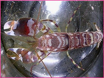 Top 12 Loudest Animals That Can Make You Deaf Top 12 Loudest Animals That Can Make You Deaf