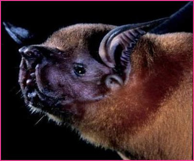 Top 12 Loudest Animals That Can Make You Deaf Top 12 Loudest Animals That Can Make You Deaf