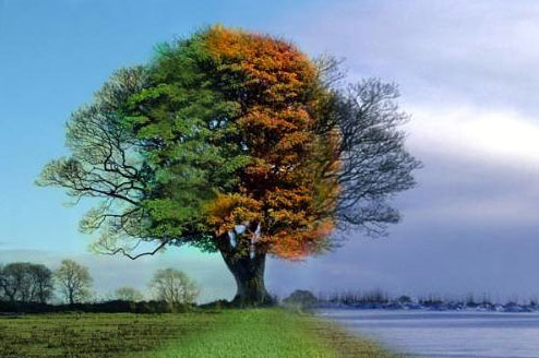 Seasons Seasons