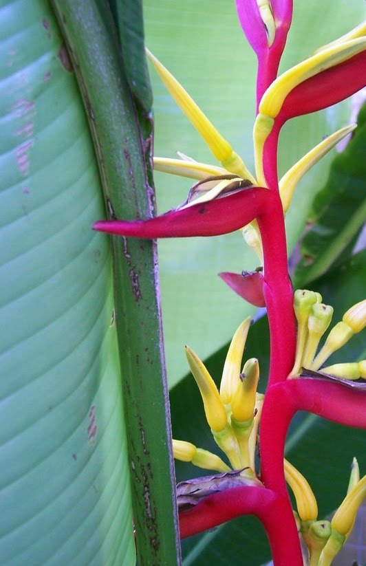 The Rainforest Garden Germinating Heliconia Seeds