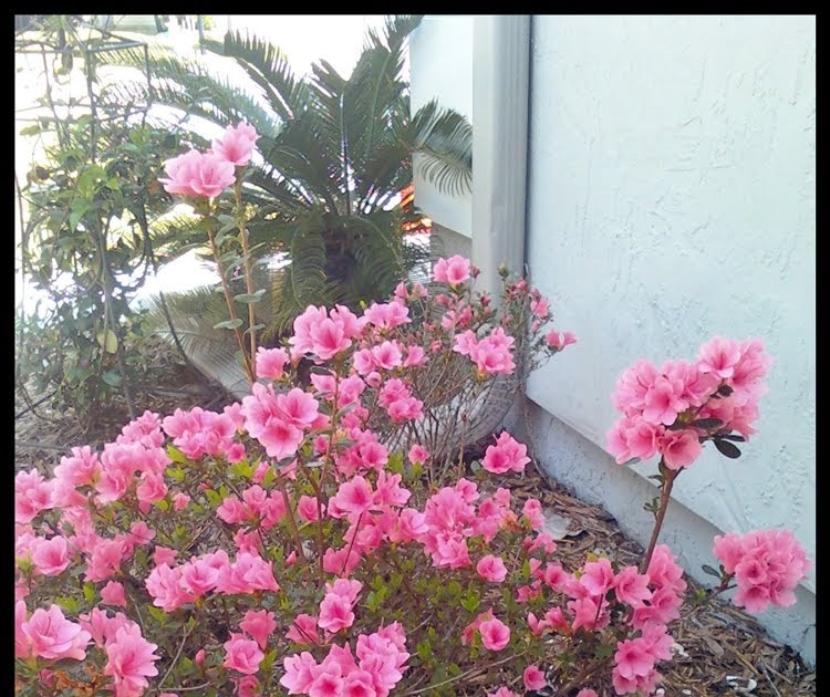 The Phytophactor Friday Fabulous Flower Hardy Azalea