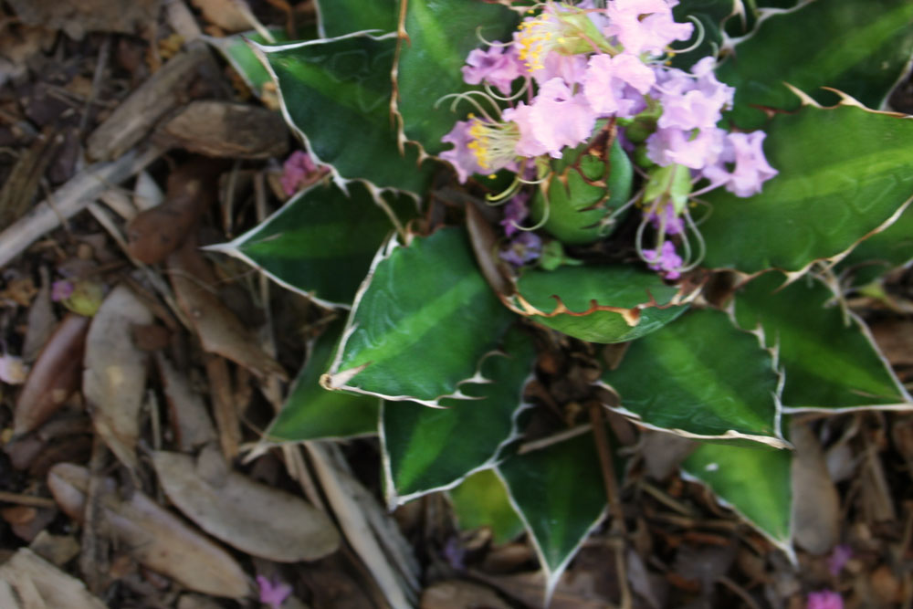 The Rainforest Garden Tropical Plants in Jacksonville