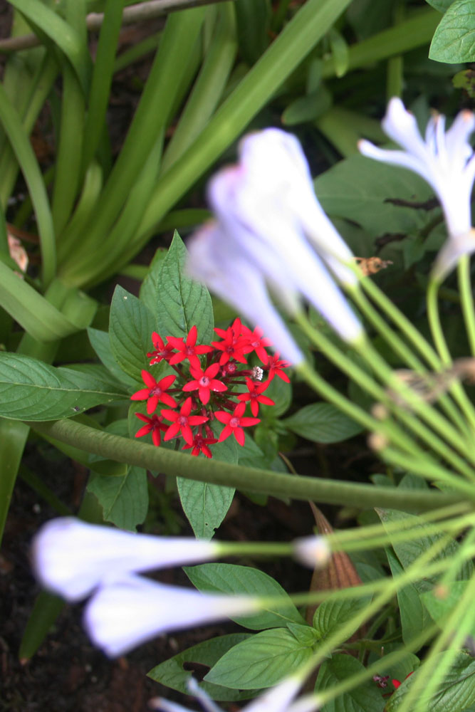 The Rainforest Garden Tropical Plants in Jacksonville