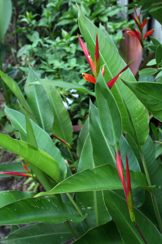The Rainforest Garden Tropical Plants in Jacksonville