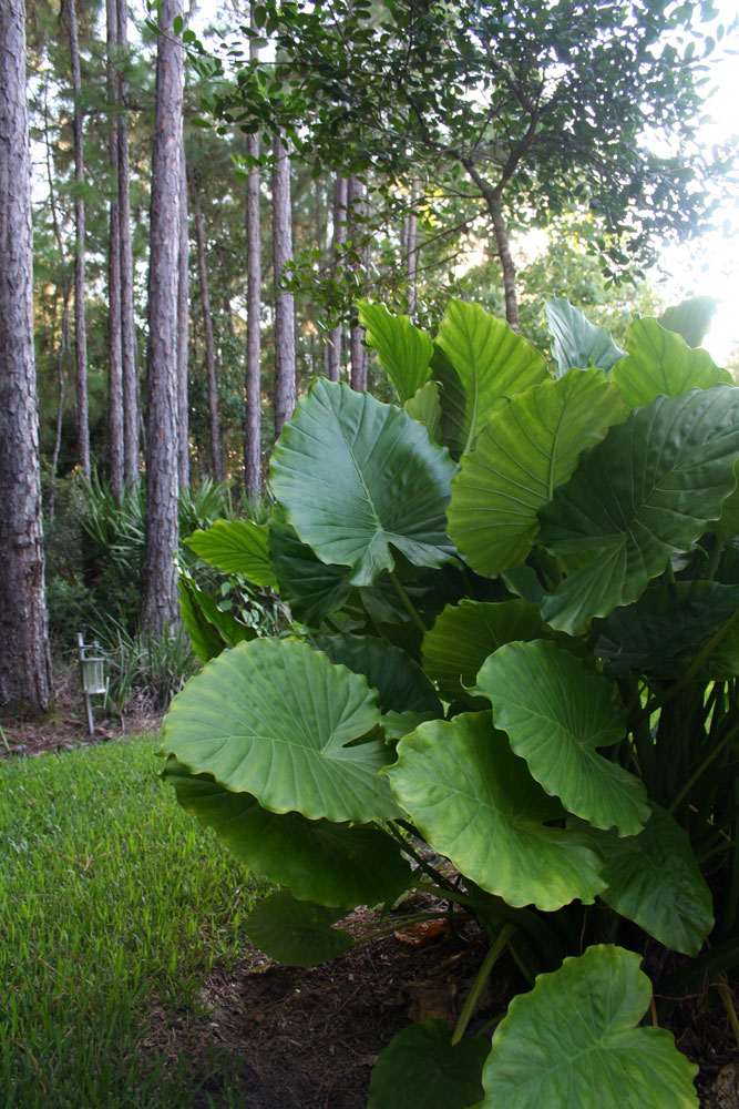 The Rainforest Garden Tropical Plants in Jacksonville