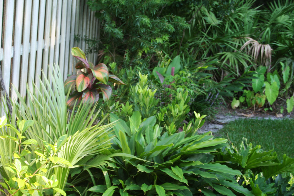 The Rainforest Garden Tropical Plants in Jacksonville