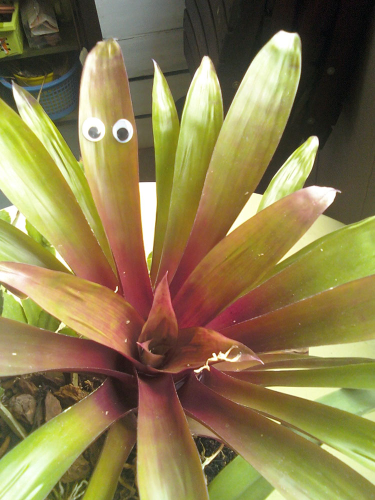 The Rainforest Garden I Put Googly Eyes on My Plants!