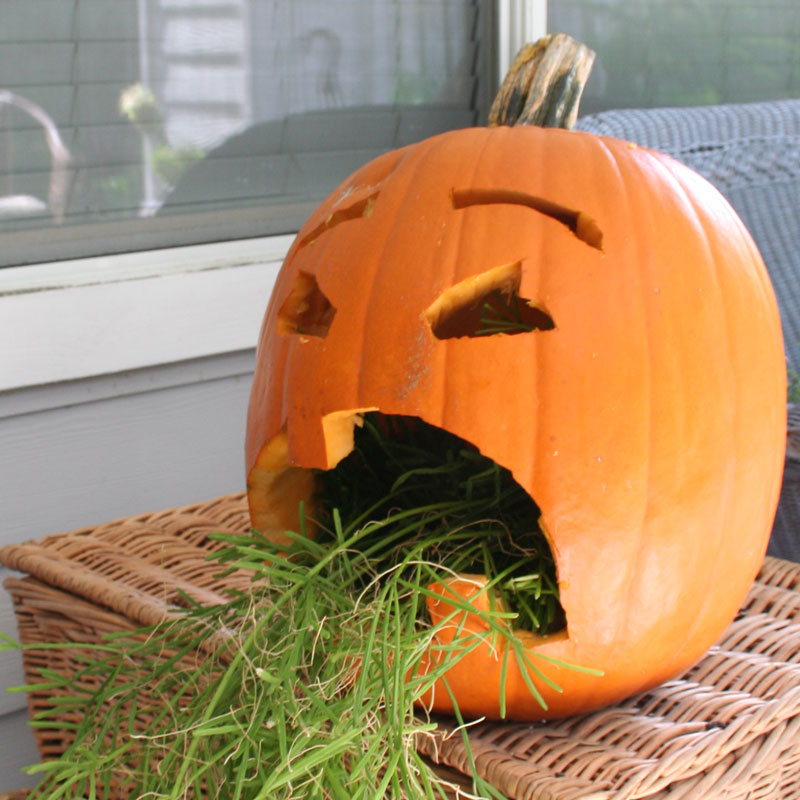 The Rainforest Garden How to Make the "Gack O' Lantern"