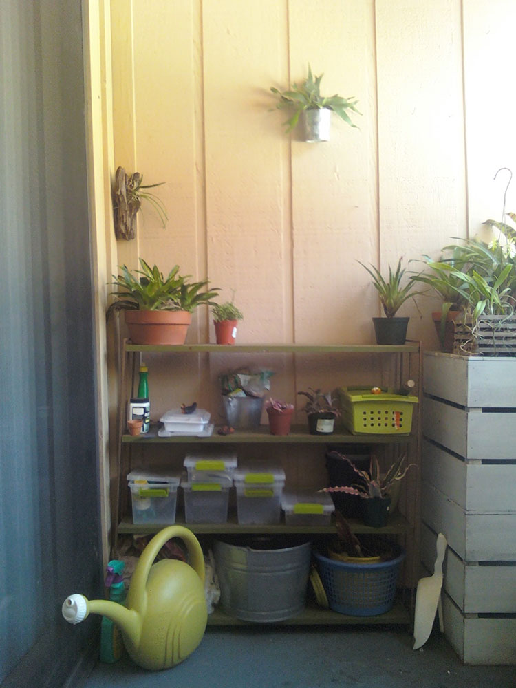 The Rainforest Garden Does This Make My Balcony Look Bigger?