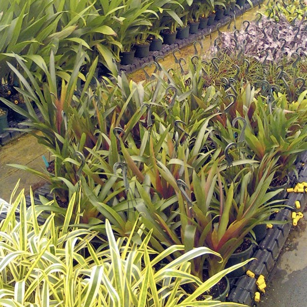 The Rainforest Garden Extremely Unusual Plants at the Orchtoberfest