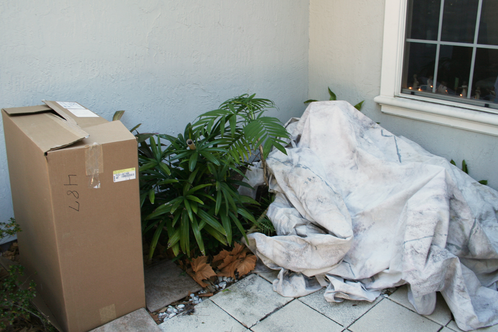 The Rainforest Garden How My Plants Are Tolerating the Freezes