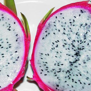 Dragon Fruit Dark Star Vine Plant Pitaya Hylocereus For Sale