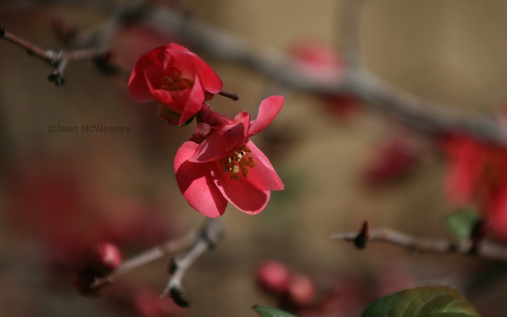 Tulsa Gentleman Ruby Tuesday Japanese Flowering Quince