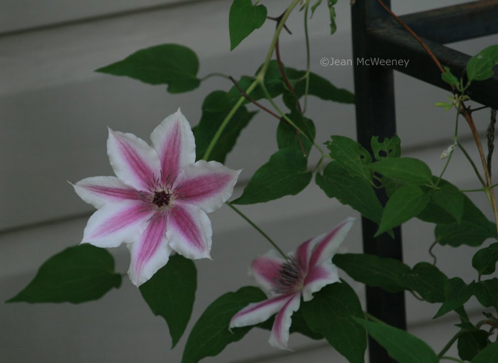 Carnaby clematis