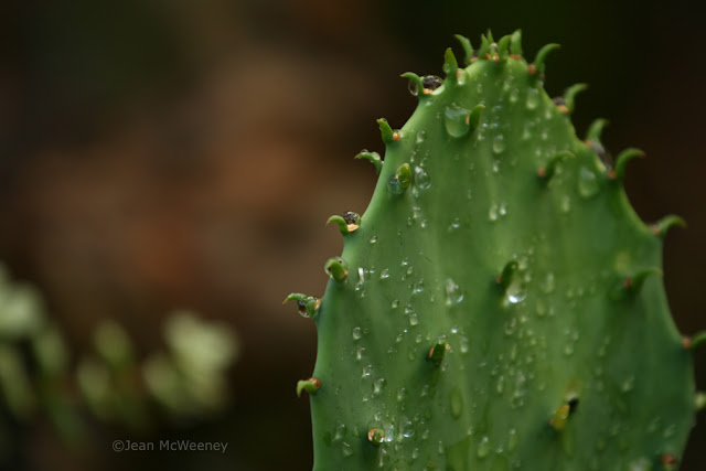 Cactus Pad Leaf