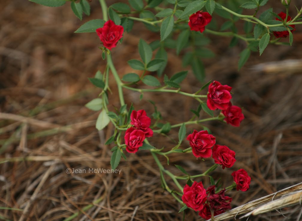 Mint Julep Rose Bush