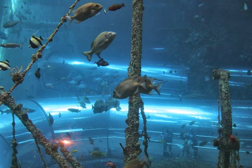 [tw-fish2.JPG]