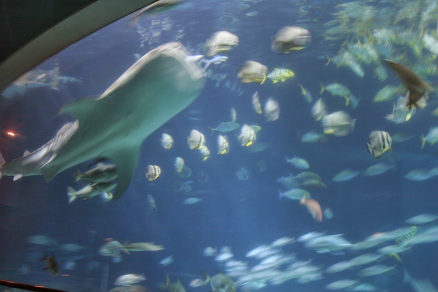 [tw-whaleshark.JPG]