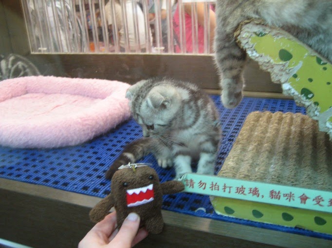 [tw-snm-d-domo5.JPG]