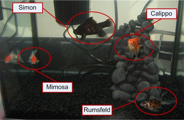 [fish.JPG]