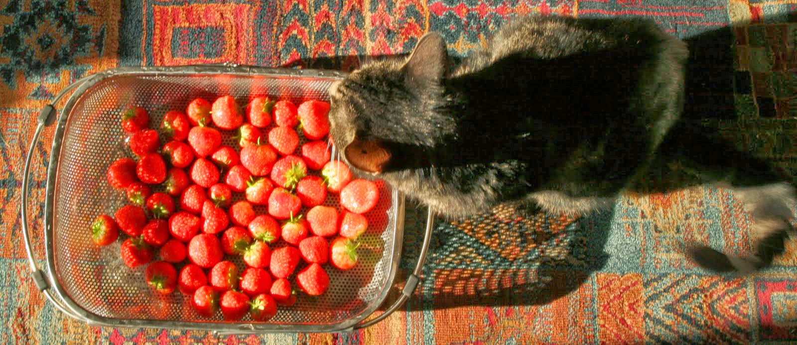[strawberry-oscar.JPG]
