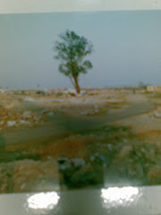 Pohon Cemara