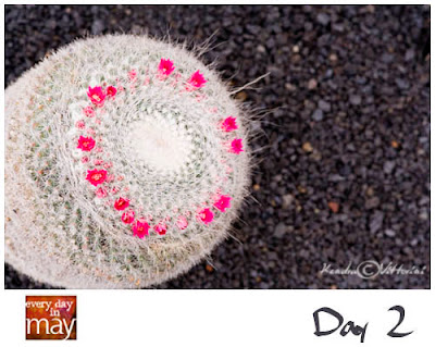 Cactus Bianco