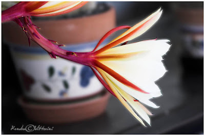 Profilo di Fiore